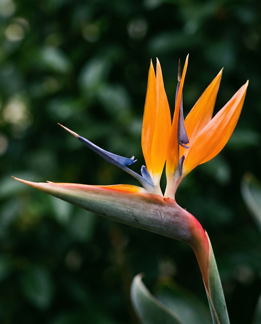 Blüte einer Strelitzie mit orangen und blauen Blütenblättern vor dunkelgrünem Laub